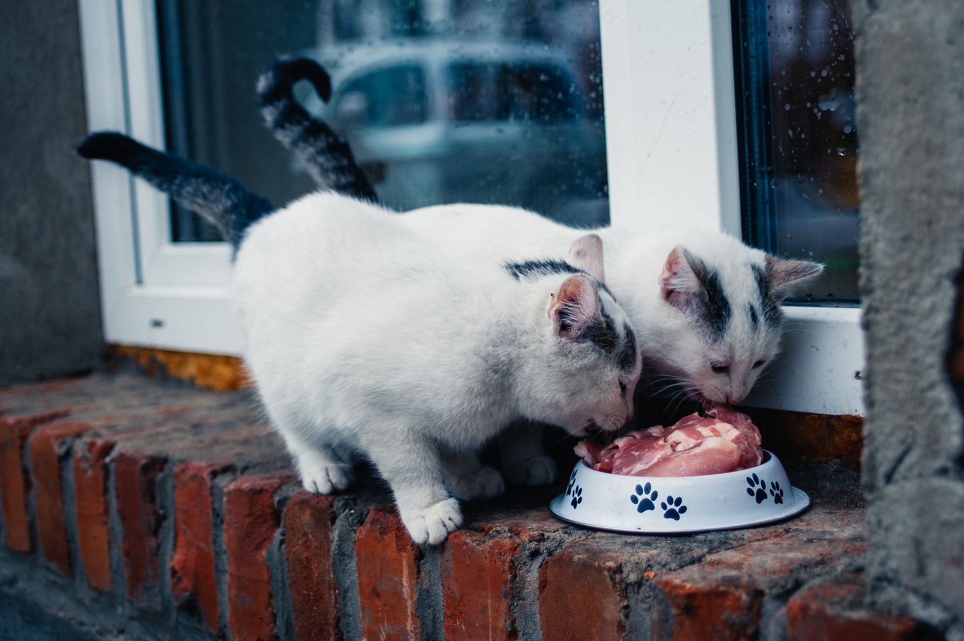 Two white cats eating meat