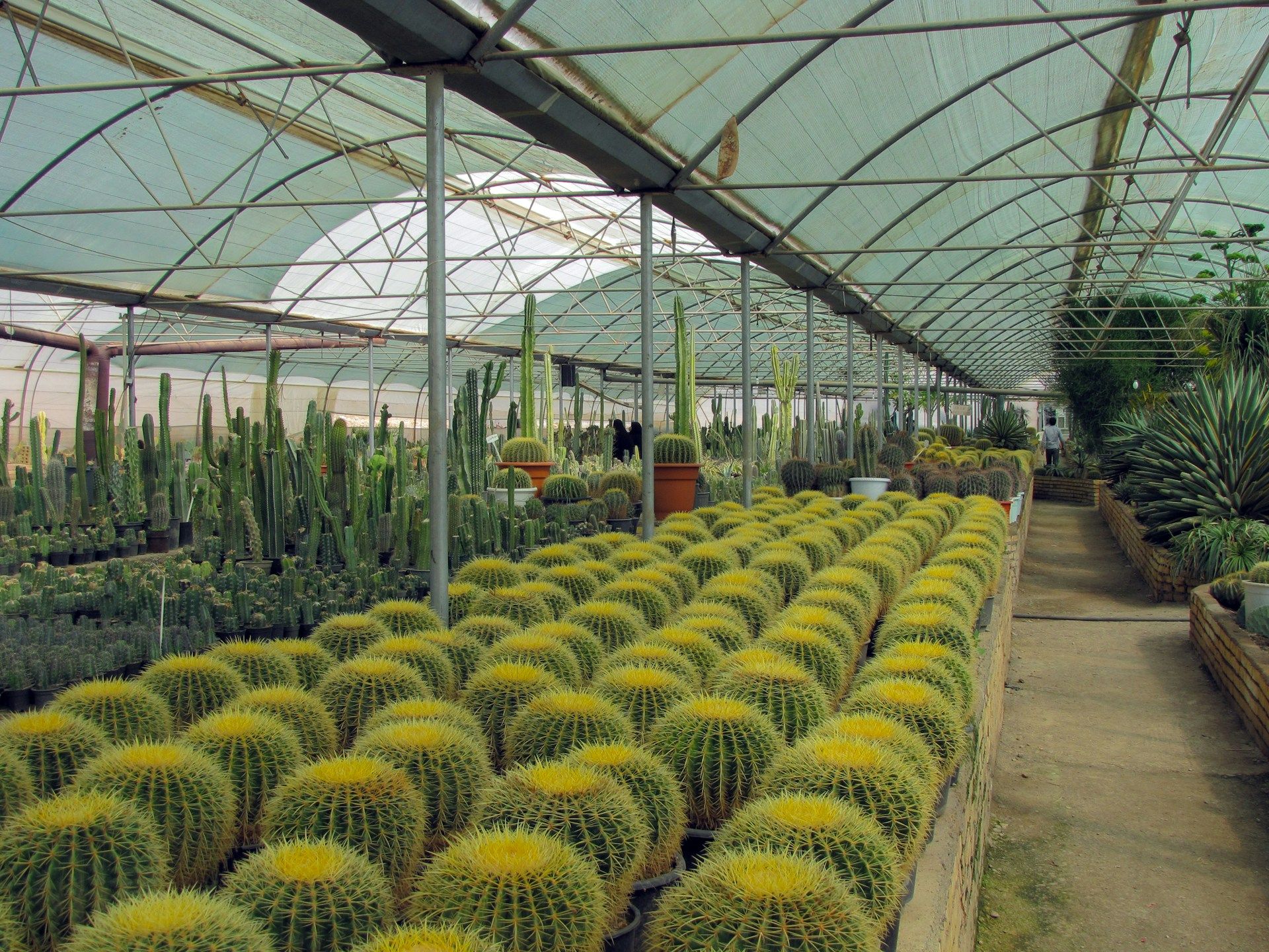 Cactus nursery, greenhouse