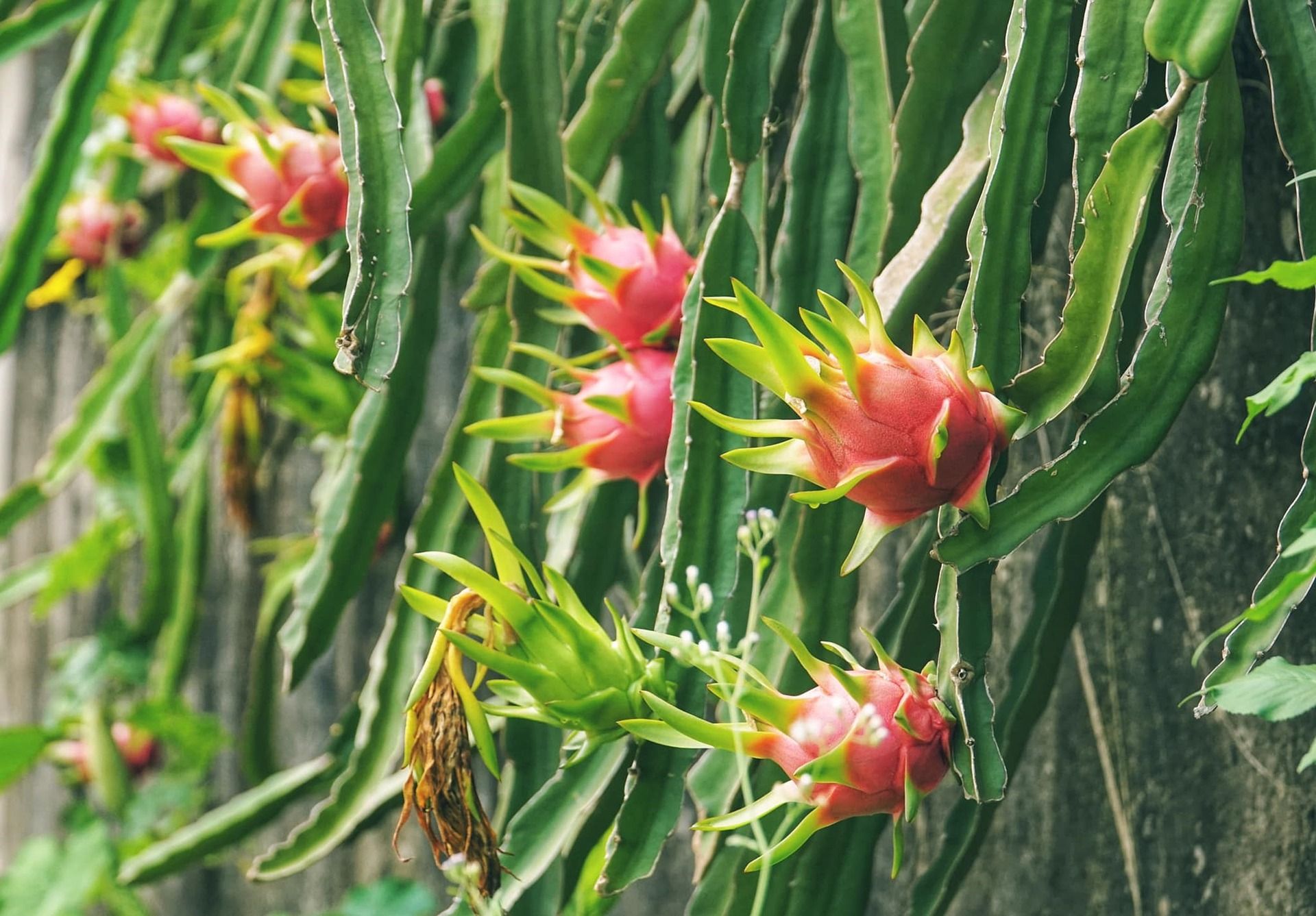 Dragon fruit farm, Image by Quang Le from Pixabay