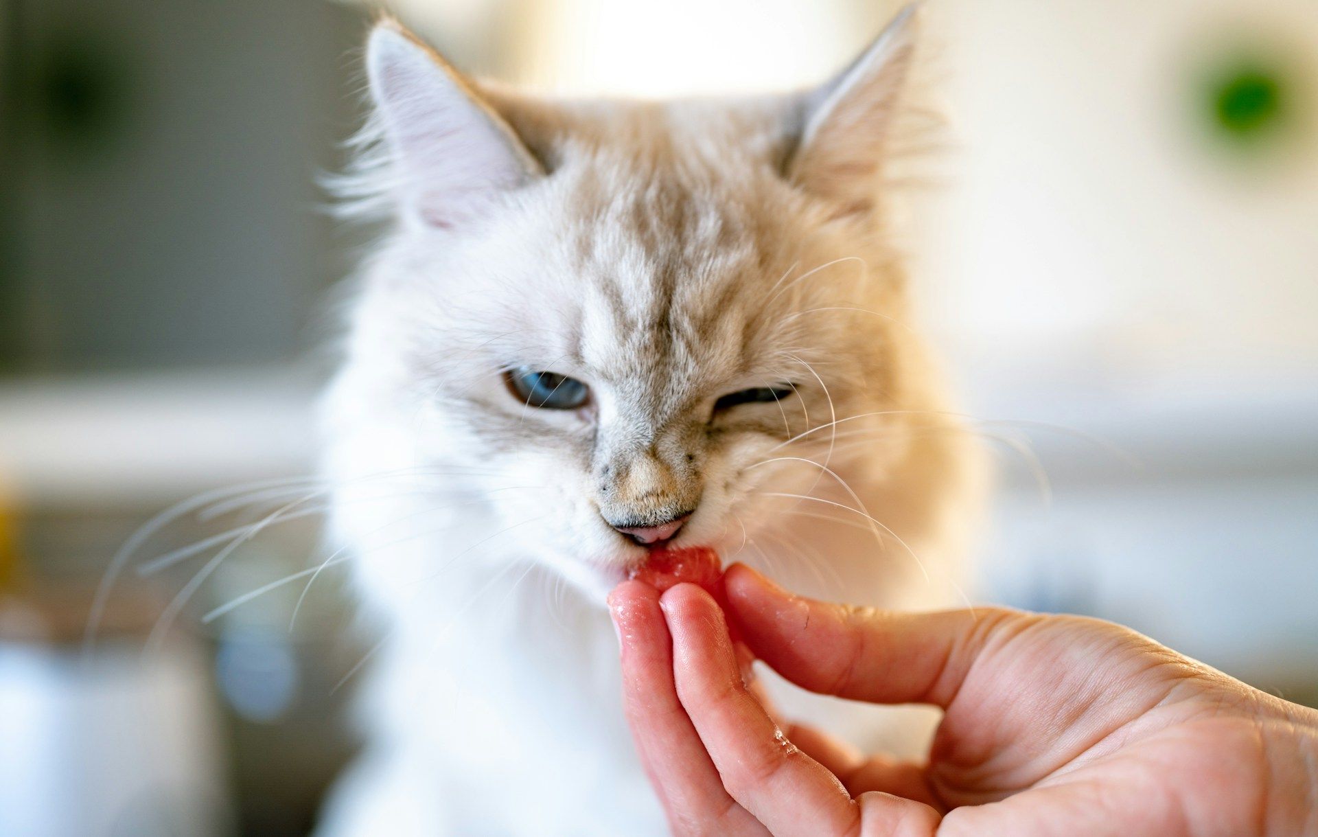 A white cat eating a red fruit, image from Unsplash