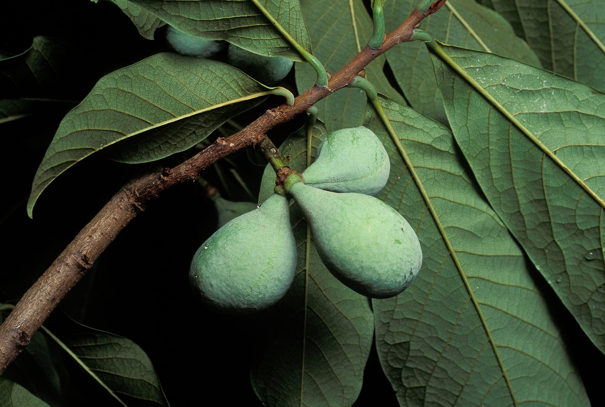 Pawpaws hanging on the tree