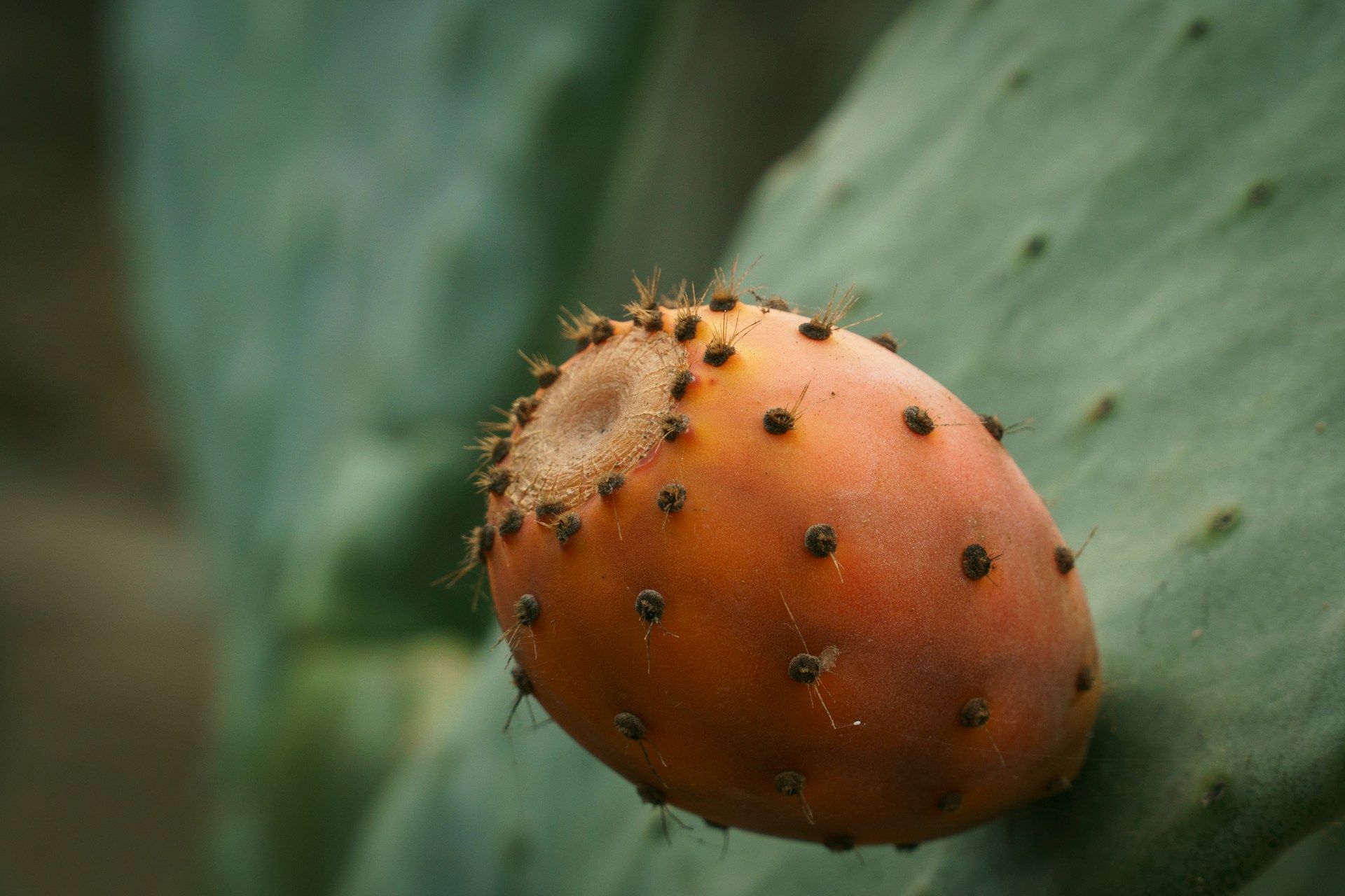 A close up of a pitaya fruit