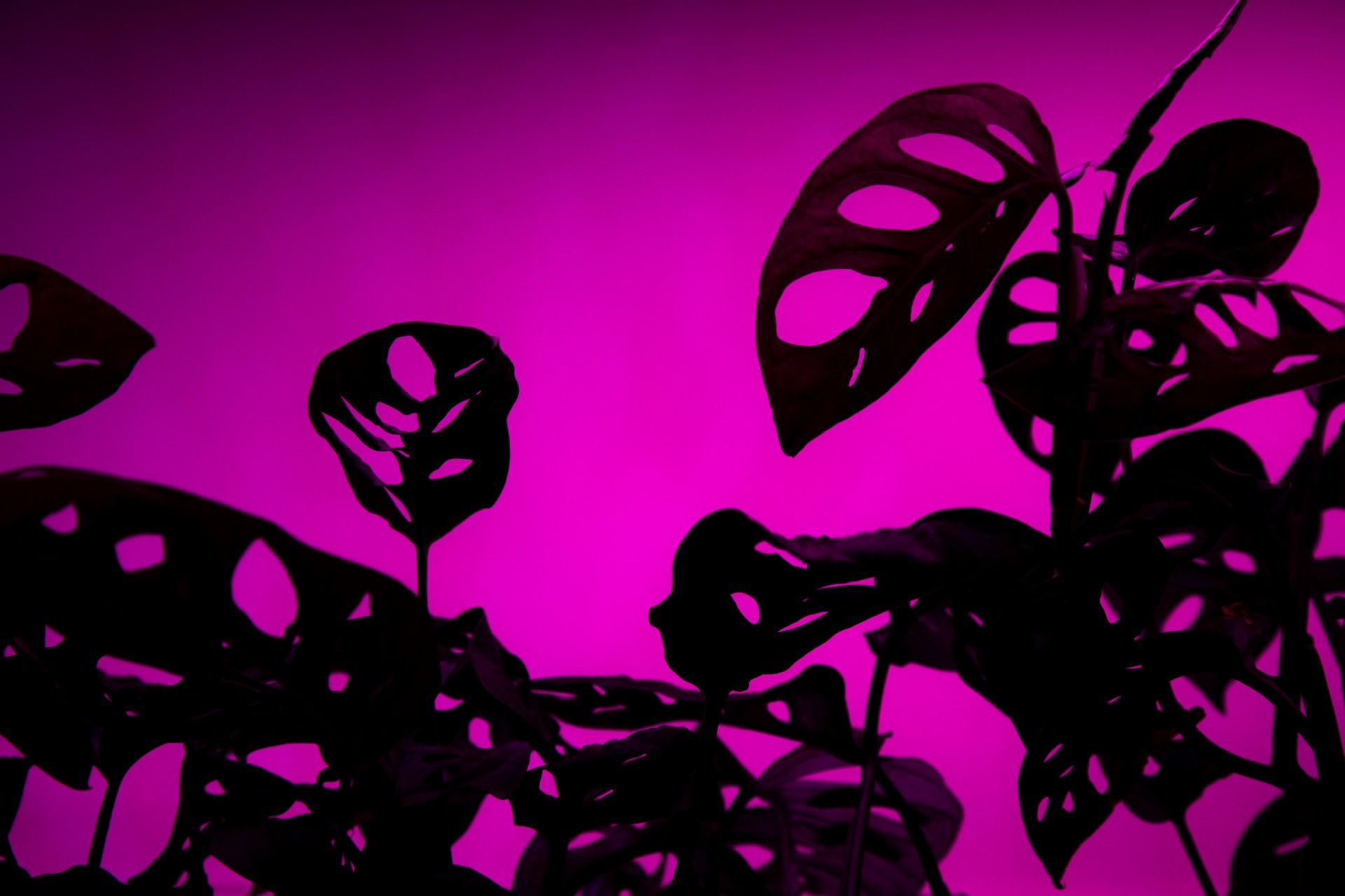 monstera plant under growing light